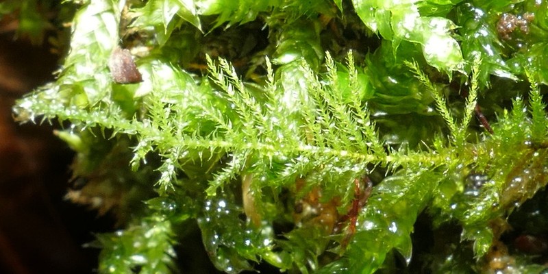 Eurhynchium Moss