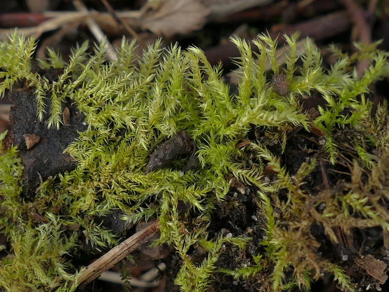 Eurhynchium Moss photo 2