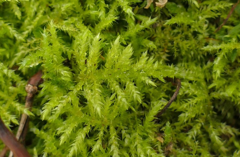 Eurhynchium Moss photo 3
