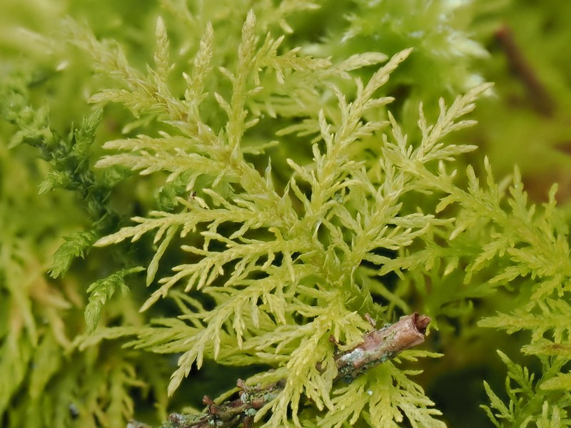 Eurhynchium Moss photo 4