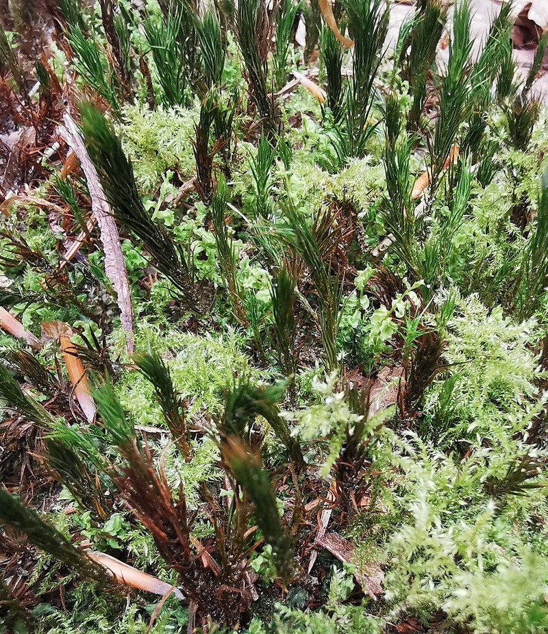 Eurhynchium Moss photo 5