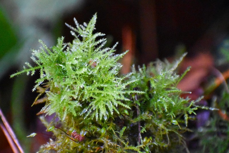 Eurhynchium Moss photo 6