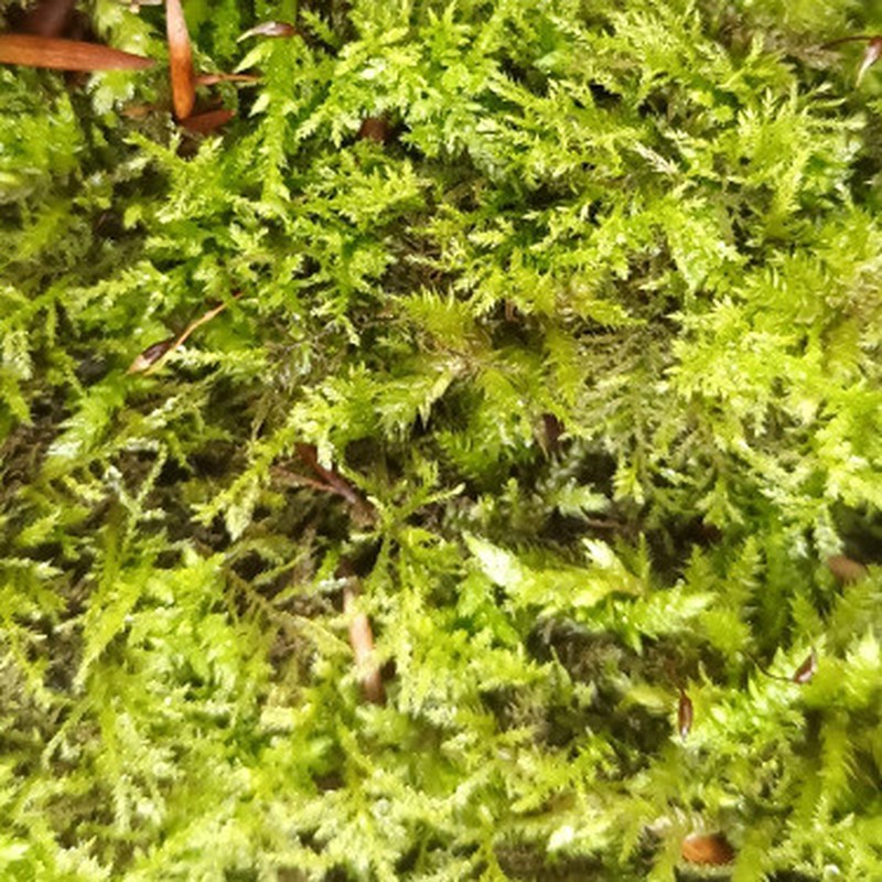 Eurhynchium Moss photo 7