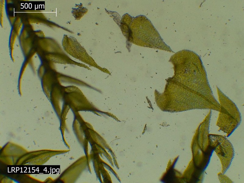 Eurhynchium Moss photo 8