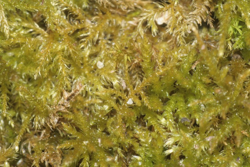 Eurhynchium Moss