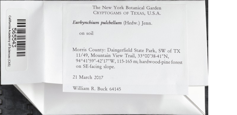 Eurhynchium Moss photo 2
