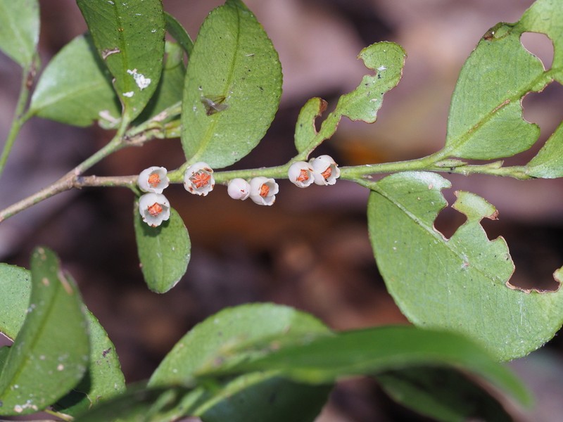 Eurya aureopunctata