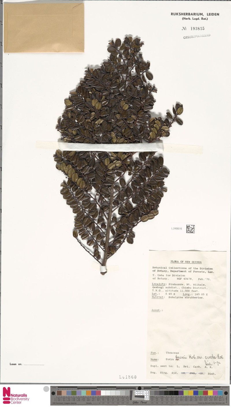 Eurya brassii subsp. brassii photo 2