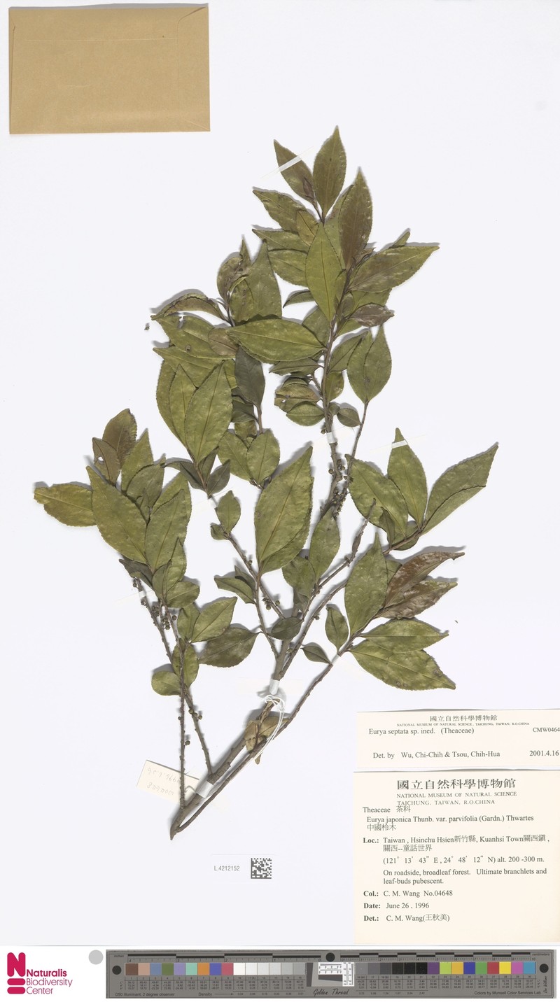 Eurya chinensis subsp. chinensis