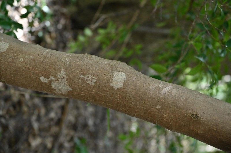 Eurya japonica photo 4