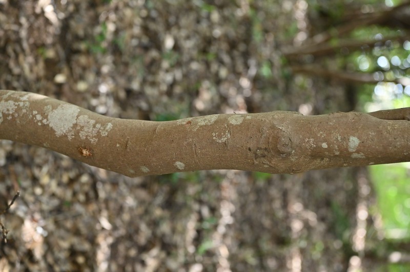 Eurya japonica photo 2