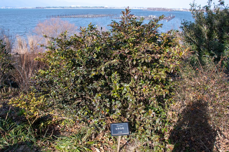 Eurya japonica photo 3