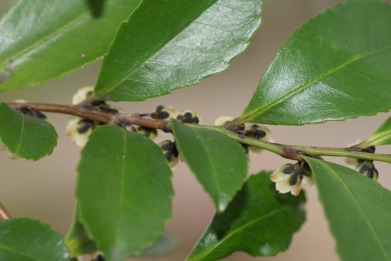 Eurya japonica photo 5
