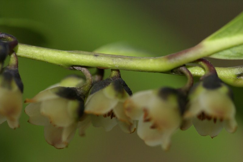 Eurya japonica photo 6
