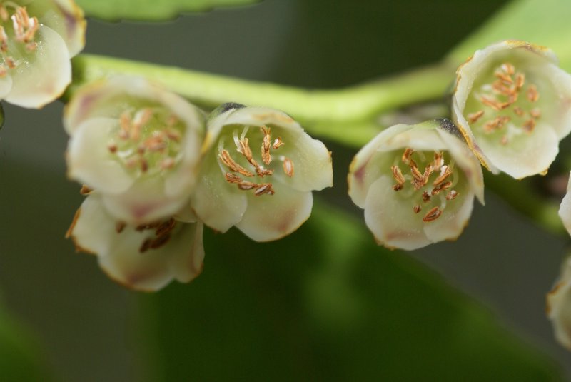 Eurya japonica photo 7