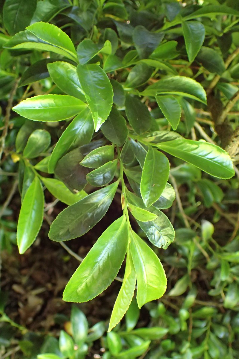 Eurya japonica photo 8