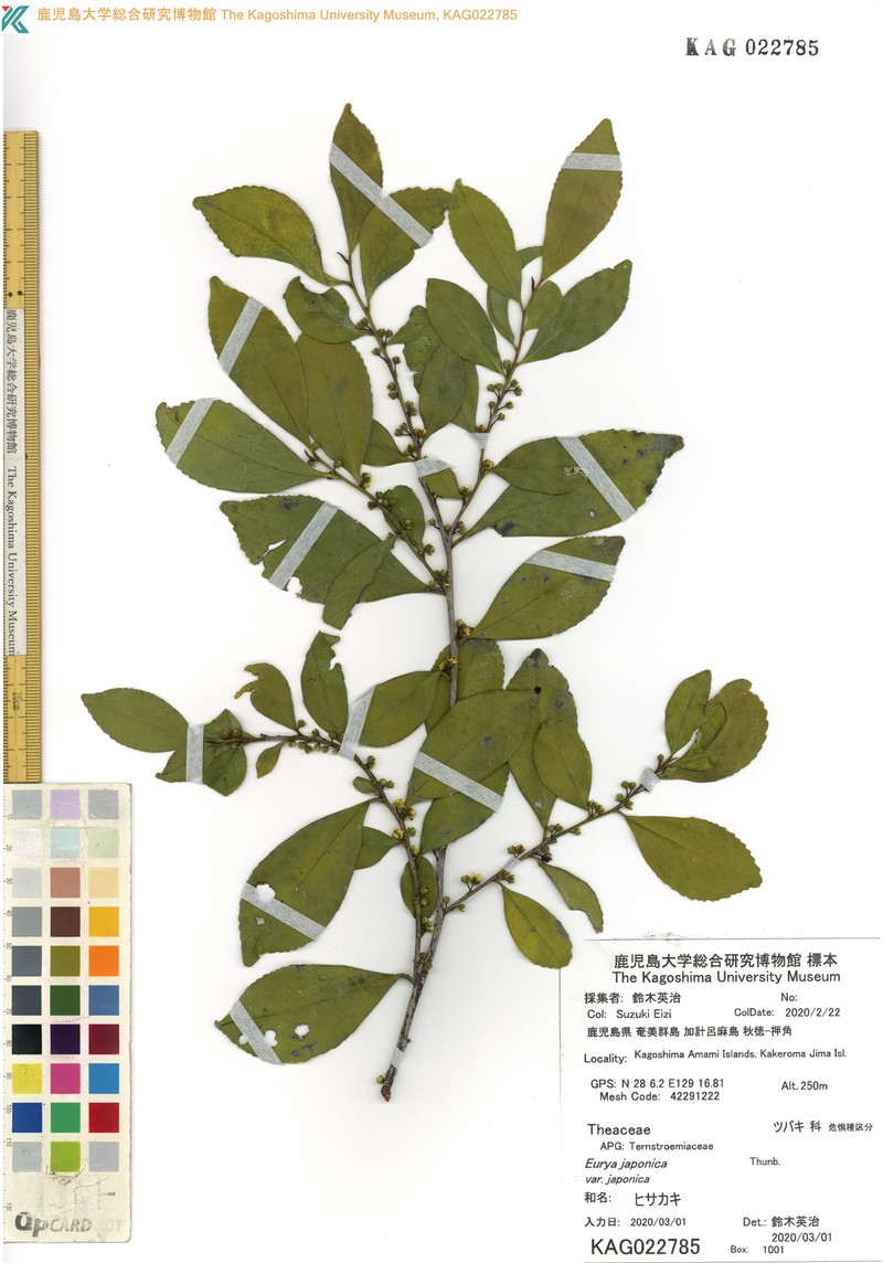 Eurya japonica var. japonica