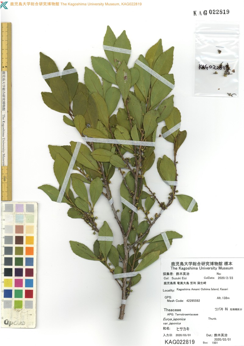 Eurya japonica var. japonica photo 2