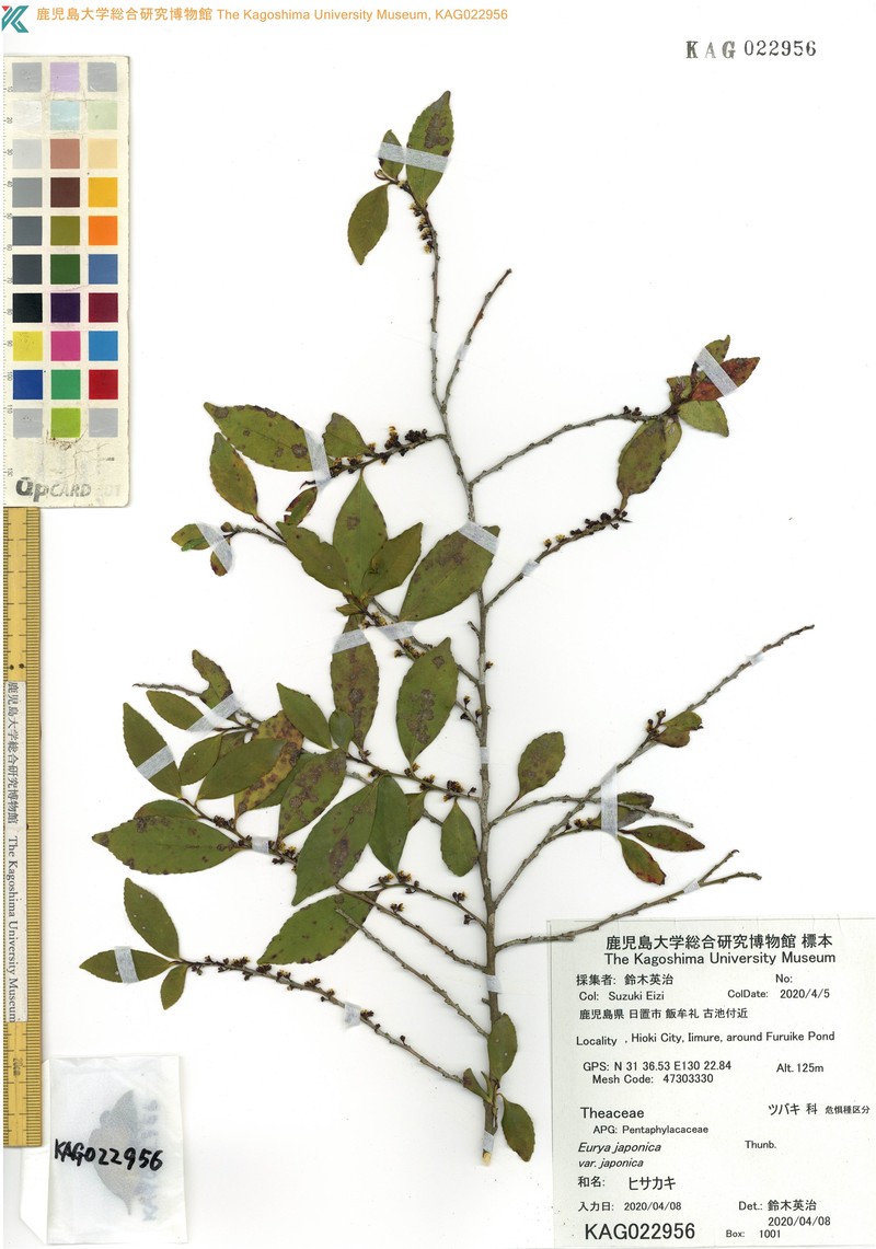 Eurya japonica var. japonica photo 3