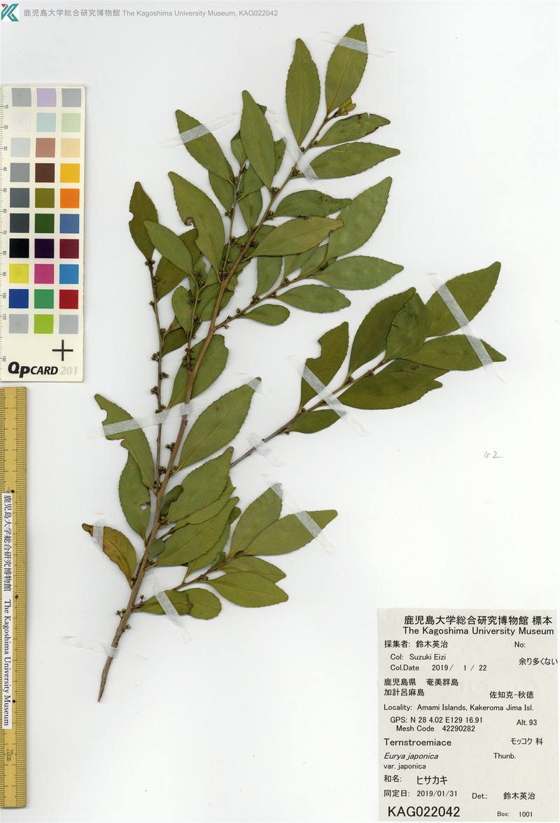 Eurya japonica var. japonica photo 4