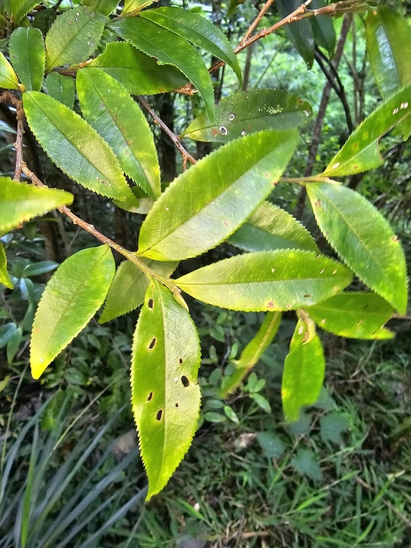 Eurya lui photo 2