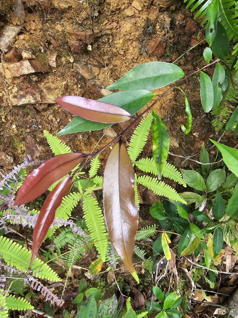 Eurya nitida subsp. nitida
