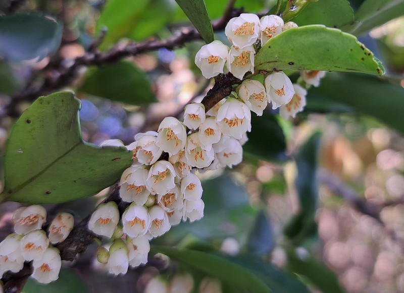 Eurya nitida subsp. nitida photo 2