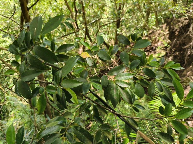 Eurya nitida subsp. nitida photo 3