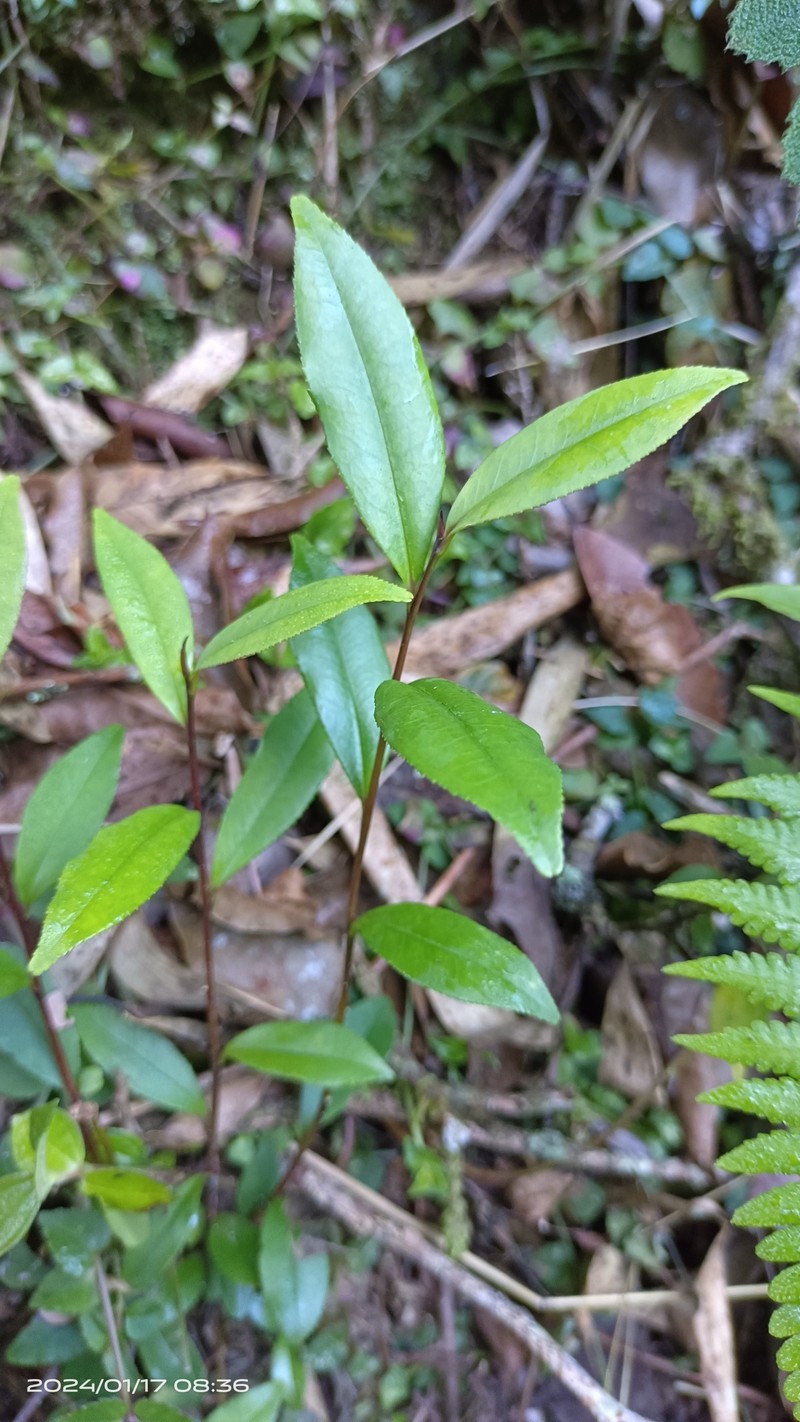 Eurya nitida subsp. nitida photo 4