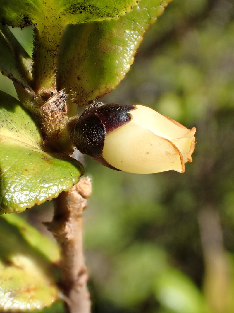 Anini