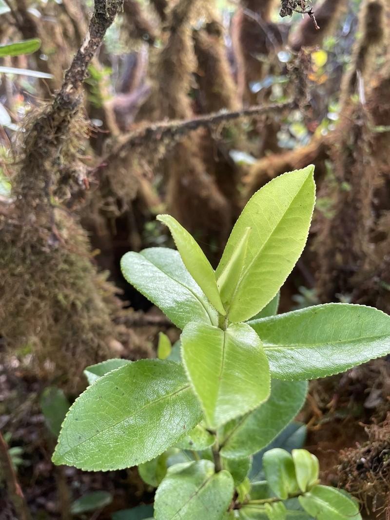 Anini photo 4