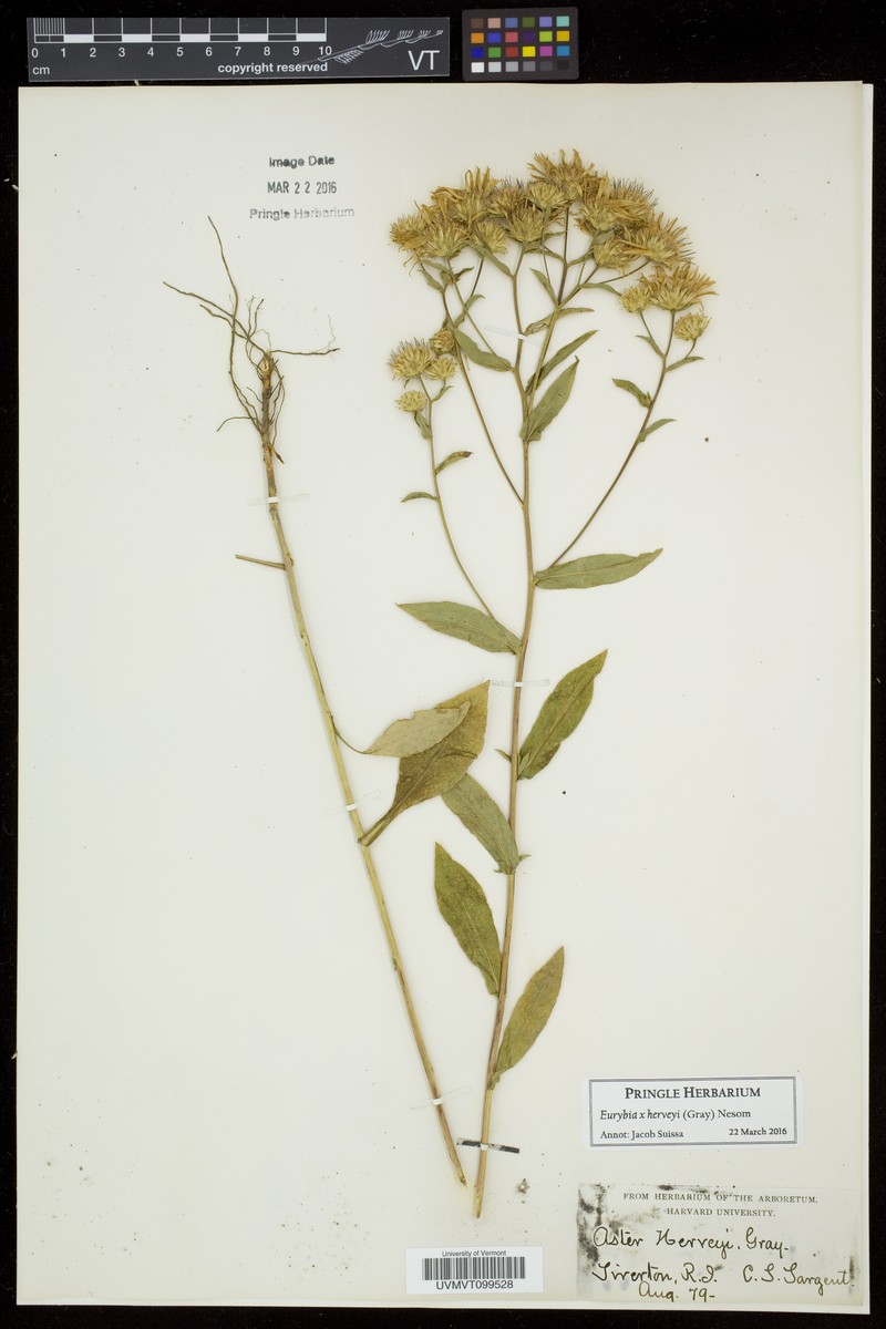 Aster photo 4