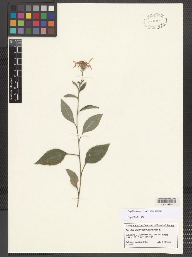 Aster