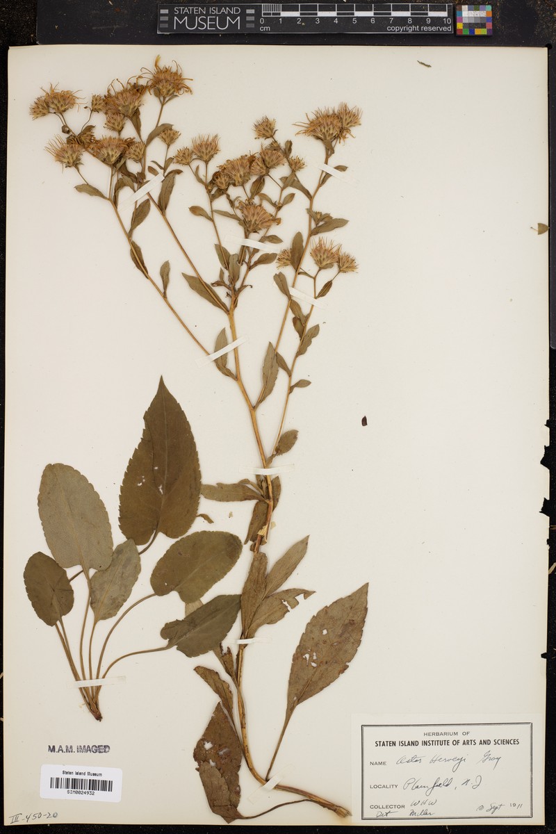 Aster photo 3