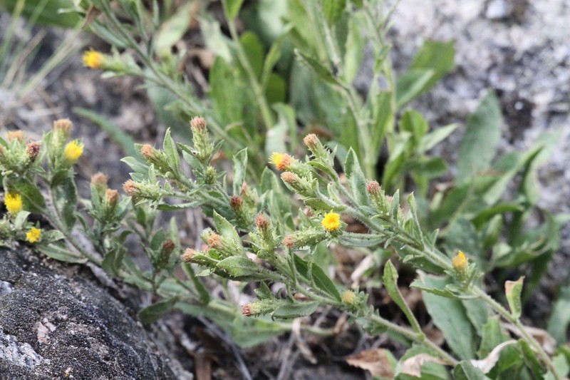 Idaho Goldenweed photo 5