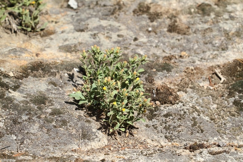 Idaho Goldenweed photo 6