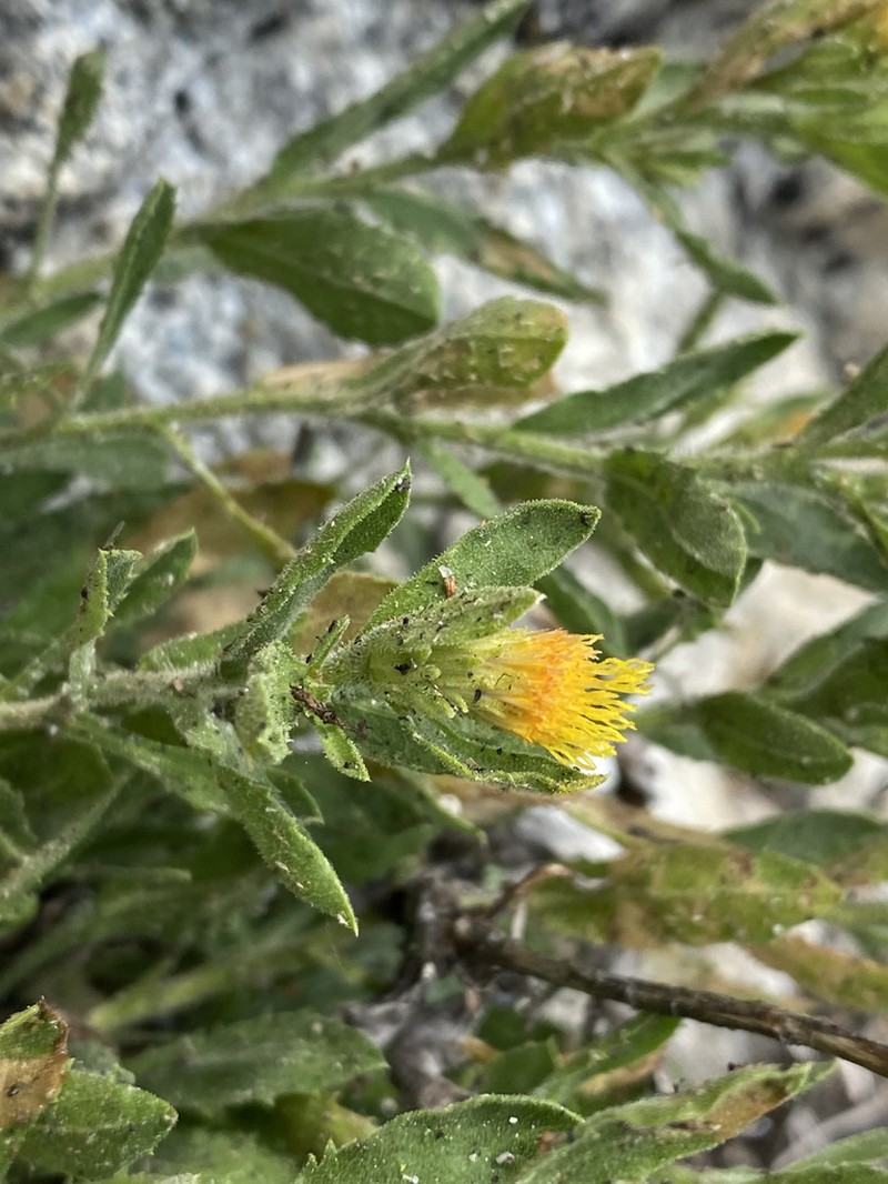 Idaho Goldenweed