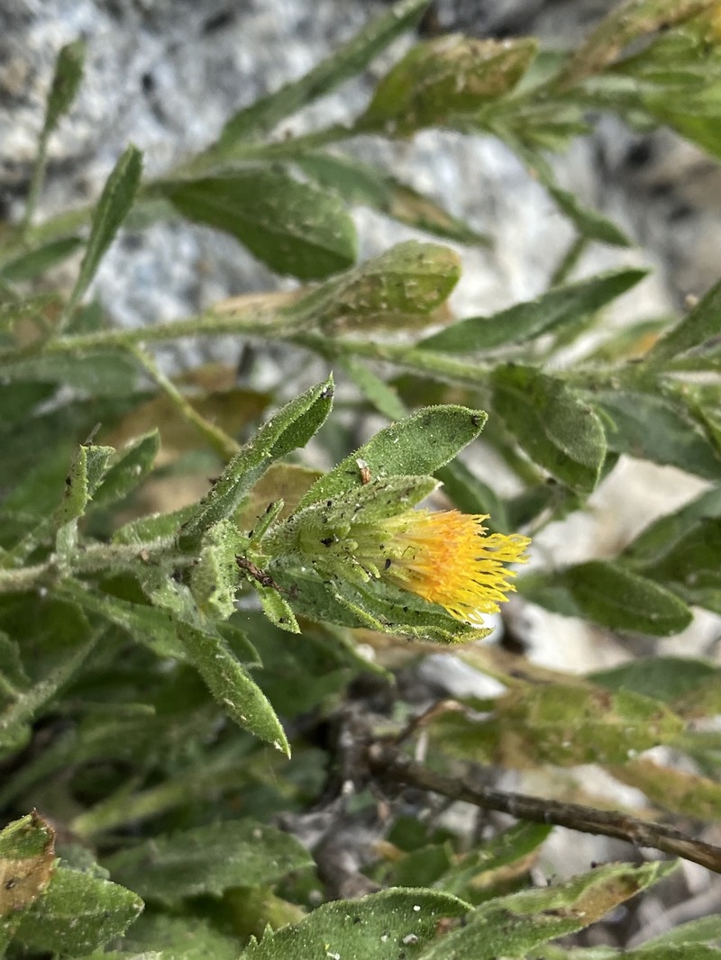 Idaho Goldenweed photo 3