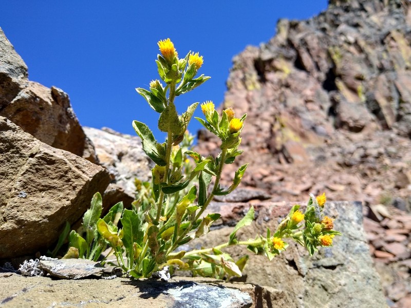 Idaho Goldenweed photo 4