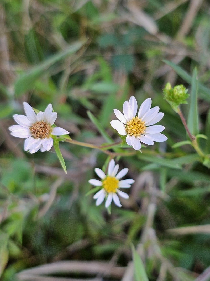 Alexander's Rock Aster