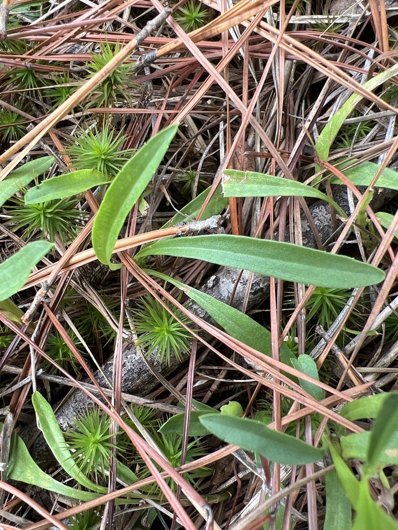 Alexander's Rock Aster photo 2