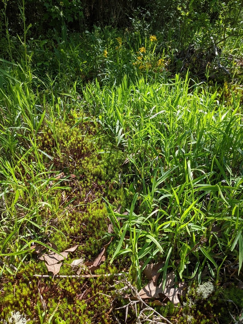 Alexander's Rock Aster photo 3