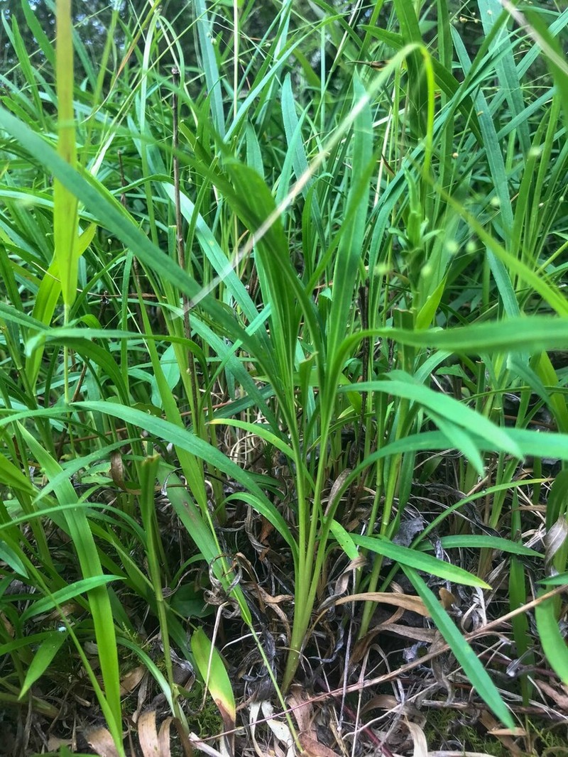 Alexander's Rock Aster photo 4