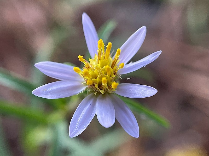 Alexander's Rock Aster photo 5