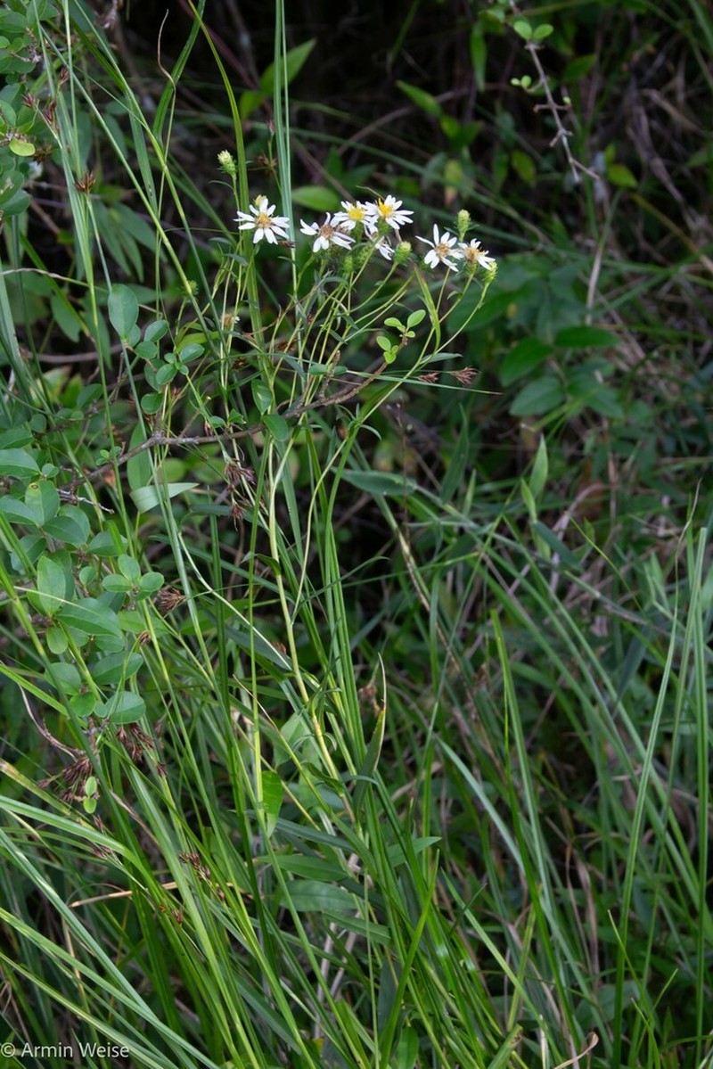 Alexander's Rock Aster photo 6