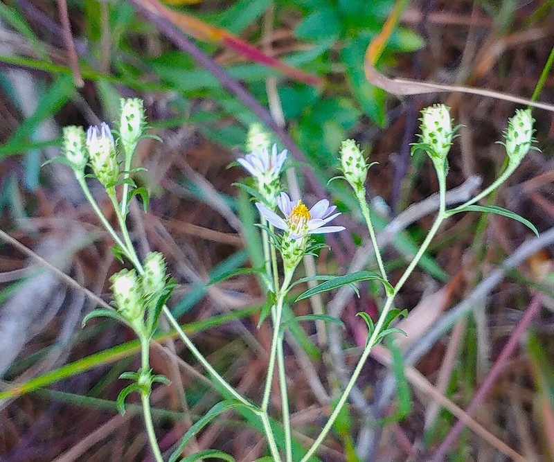 Alexander's Rock Aster photo 7
