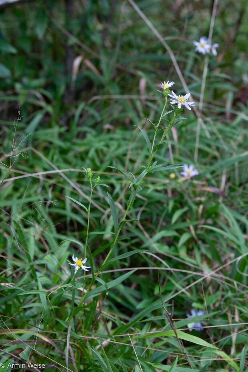 Alexander's Rock Aster photo 8