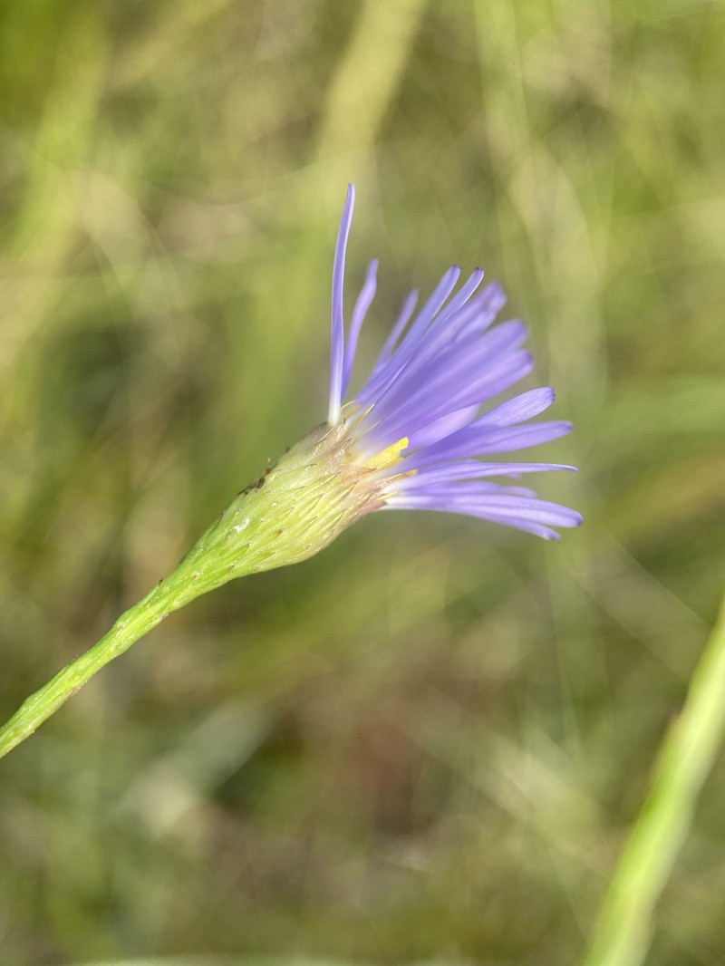 Savannah Aster photo 2