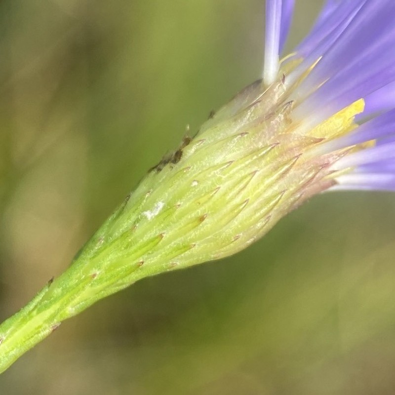 Savannah Aster photo 3
