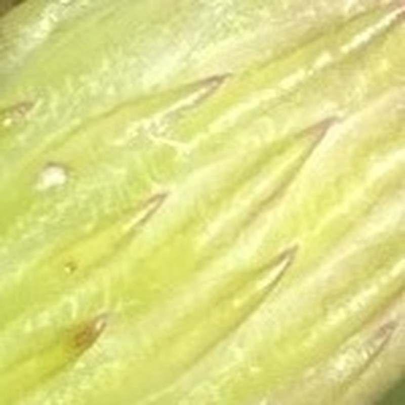 Savannah Aster photo 4